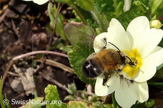 Foto: Frühlings-Pelzbiene (Anthophora plumipes) an Stängellose Schlüsselblume (Primula acaulis). Länge 15mm. Männchen. Wird auch Gemeine Pelzbiene genannt. Ansicht von seitlich hinten oben.