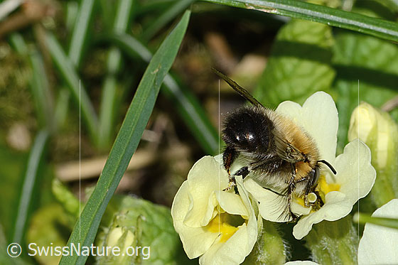 Photo: Anthophora plumipes on Primula acaulis. Length 15mm. Male. View from the side at the back.