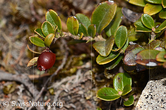 Foto: Preiselbeere (Vaccinium vitis-idaea). Frucht und Blätter.
