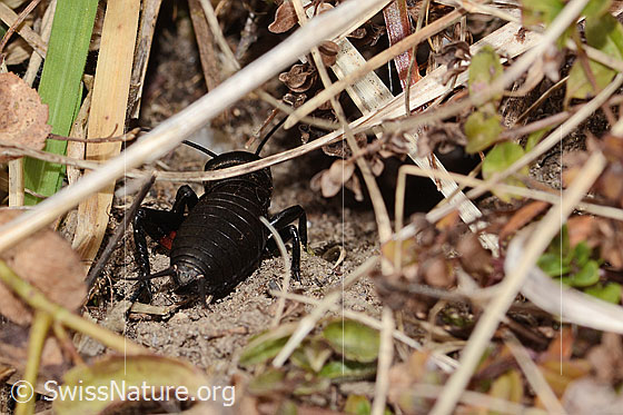 Foto: Feldgrille (Gryllus campestris). Ansicht von hinten.