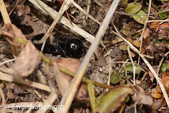 Foto: Feldgrille (Gryllus campestris). Ansicht von vorne.