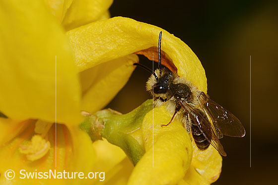 Foto: Frühe Lockensandbiene (Andrena praecox) an Forsythie (Forsythia). Länge 8mm. Männchen. Ansicht von schräg oben.