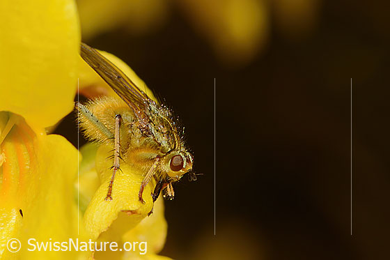 Foto: Wahrscheinlich Gelbe Dungfliege (Scathophaga stercoraria) auf Forsythie (Forsythia). Ansicht von seitlich vorne.