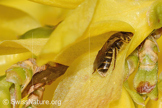 Photo: Lasioglossum calceatum on Forsythia. Length 8mm. Female. View from behind.