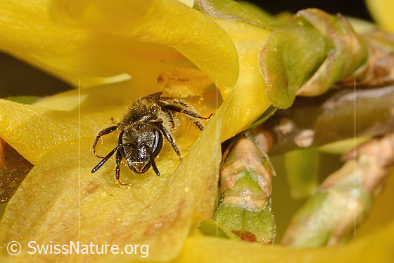 Photo: Lasioglossum calceatum on Forsythia. Length 8mm. Female. View from the front.