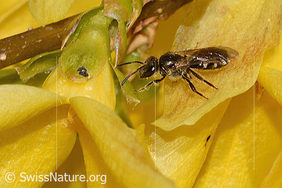 Photo: Lasioglossum calceatum on Forsythia. Length 8mm. Female. View from diagonally above.
