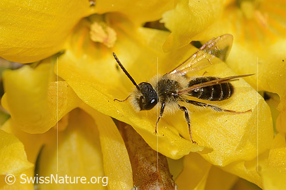 Frühe Lockensandbiene (Andrena praecox) an Forsythie (Forsythia)