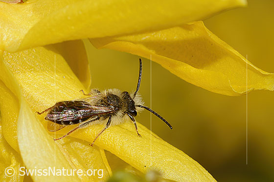 Foto: Frühe Lockensandbiene (Andrena praecox) an Forsythie (Forsythia). Länge 8mm. Männchen. Ansicht von seitlich hinten.