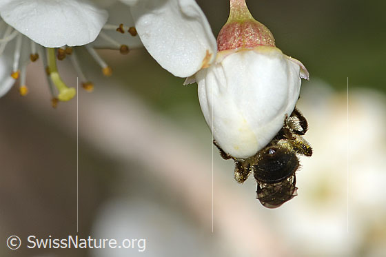 Foto: Rotschopfige Sandbiene (Andrena haemorrhoa) an Schwarzdorn (Prunus spinosa). Länge 9mm. Weibchen. Wird auch Rotfransige Sandbiene und Rotendige Sandbiene genannt. Ansicht von hinten.