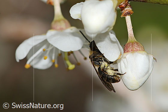 Foto: Rotschopfige Sandbiene (Andrena haemorrhoa) an Schwarzdorn (Prunus spinosa). Länge 9mm. Weibchen. Wird auch Rotfransige Sandbiene und Rotendige Sandbiene genannt. Ansicht von der Seite.
