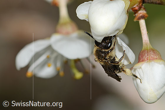 Foto: Rotschopfige Sandbiene (Andrena haemorrhoa) an Schwarzdorn (Prunus spinosa). Länge 9mm. Weibchen. Wird auch Rotfransige Sandbiene und Rotendige Sandbiene genannt. Ansicht von seitlich vorne.