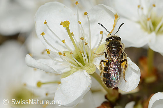 Foto: Gewöhnliche Schmalbiene (Lasioglossum calceatum) an Schwarzdorn (Prunus spinosa). Länge 8mm. Weibchen. Ansicht von oben.