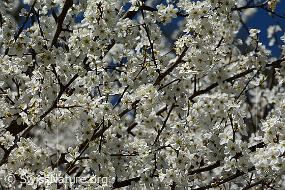 Photo: Prunus spinosa in full bloom.