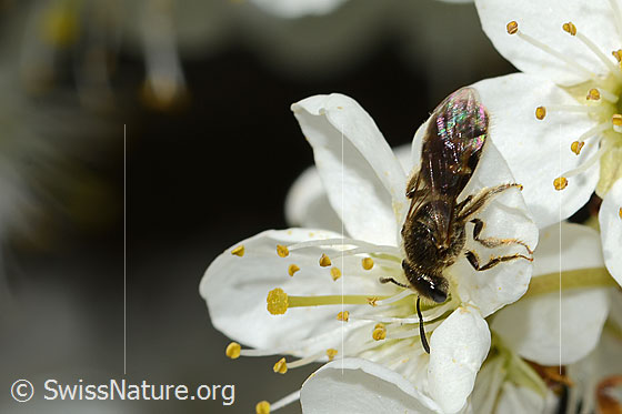 Foto: Gewöhnliche Schmalbiene (Lasioglossum calceatum) an Schwarzdorn (Prunus spinosa). Länge 8mm. Weibchen. Ansicht von der Seite.