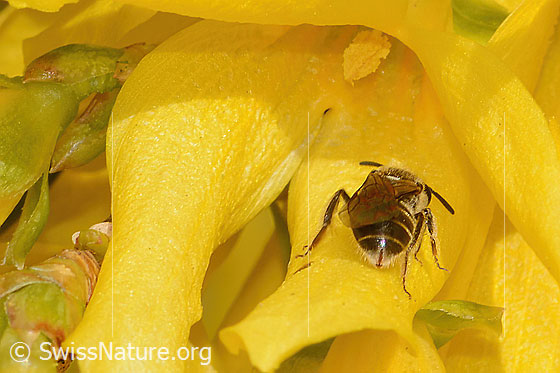 Photo: Lasioglossum calceatum on Forsythia. Length 8 - 10mm. Female. View from behind.