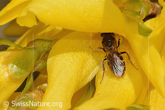 Photo: Lasioglossum calceatum on Forsythia. Length 8 - 10mm. Female. View from above.