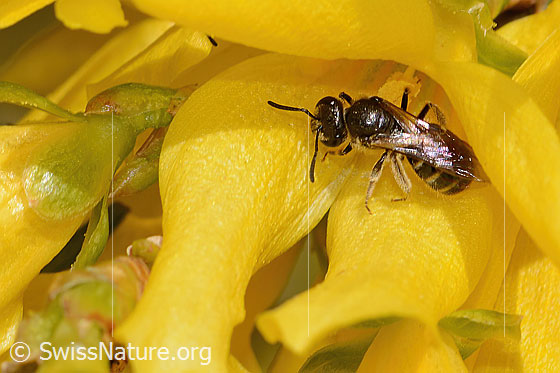 Photo: Lasioglossum calceatum on Forsythia. Length 8 - 10mm. Female. View from above.