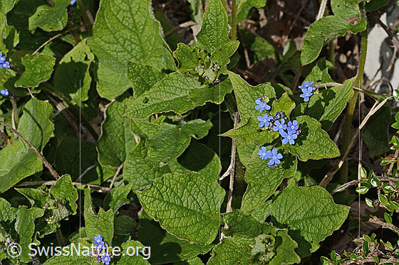 Foto: Kaukasusvergissmeinnicht (Brunnera macrophylla). Blüten und Blätter.