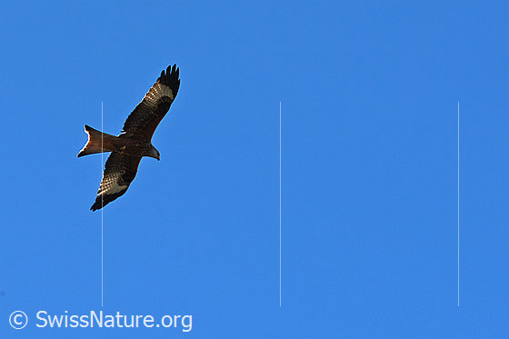 Photo: Milvus milvus in flight. View from below on the side.