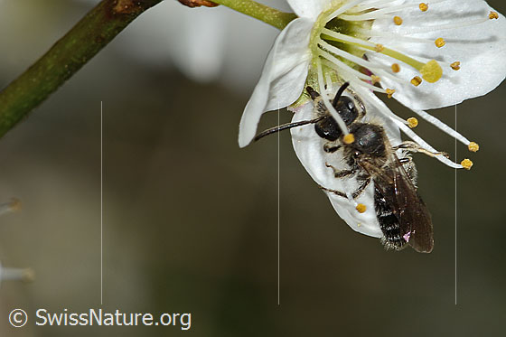 Photo: Probably Andrena minutula on Prunus spinosa. Length 6mm. Male. View from above.