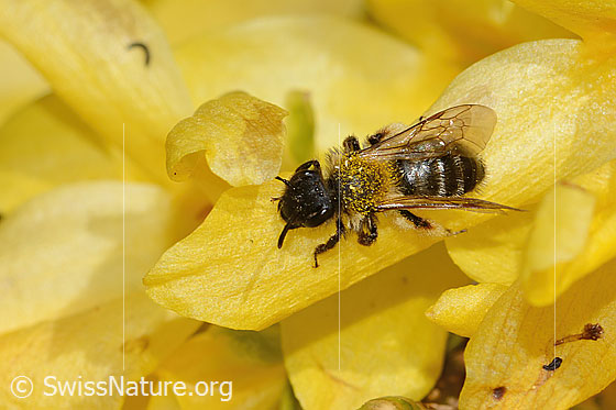 Photo: Andrena bicolor on Forsythia. Length 9mm. Female. View from top front.