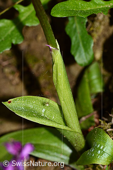 Foto: Männliches Knabenkraut (Orchis mascula). Blätter, Hüllblatt und Stängel.