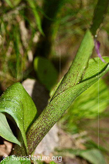 Foto: Männliches Knabenkraut (Orchis mascula). Teilweise rot gefärbtes Hüllblatt.