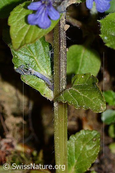Foto: Kriechender Günsel (Ajuga reptans). Stängel und Stängelblätter. Der Querschnitt des Stängel ist quadratisch.
