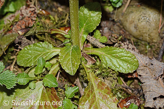 Foto: Kriechender Günsel (Ajuga reptans). Grundblätter und Stängel.
