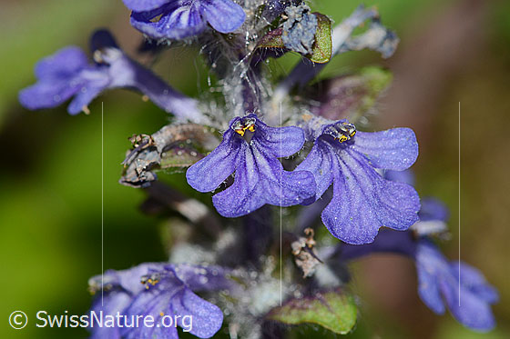 Photo: Ajuga reptans. Blossoms.