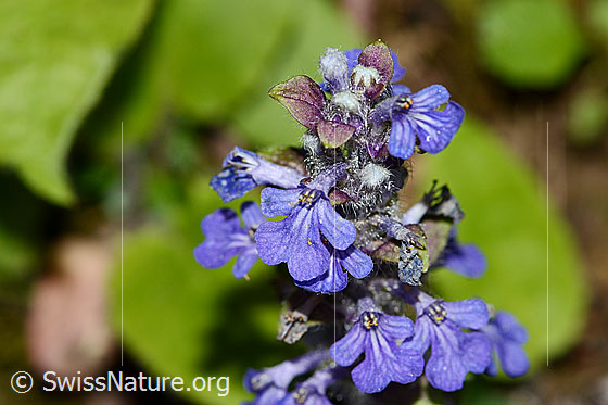 Foto: Kriechender Günsel (Ajuga reptans). Blüten.