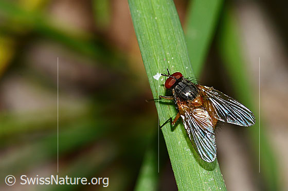 Photo: Probably Phaonia subventa. Length 7mm. Male. View from the side above.