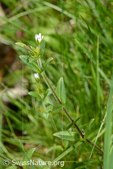 Foto: Quell-Hornkraut (Cerastium fontanum spp. fontanum). Ganze Pflanze (Habitus). Höhe = 23cm.