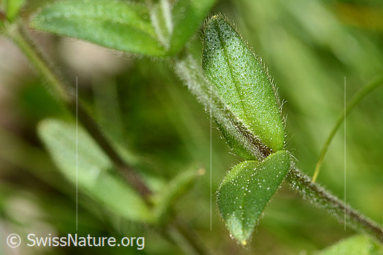 Foto: Quell-Hornkraut (Cerastium fontanum spp. fontanum). Stängel und Blätter. Blattoberseite.
