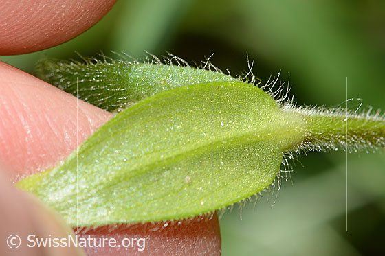 Photo: Cerastium fontanum spp. Fontanum. Leaf underside.