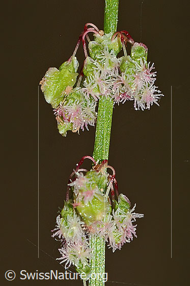 Foto: Wiesen-Sauerampfer (Rumex acetosa). Blüten.