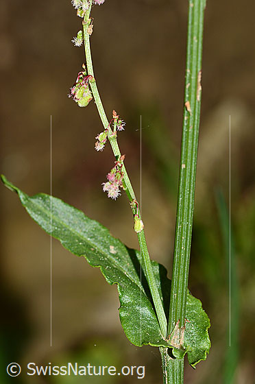 Foto: Wiesen-Sauerampfer (Rumex acetosa). Stängel und Stängelblatt.