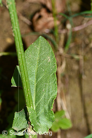 Foto: Wiesen-Sauerampfer (Rumex acetosa). Stängel und Stängelblatt.