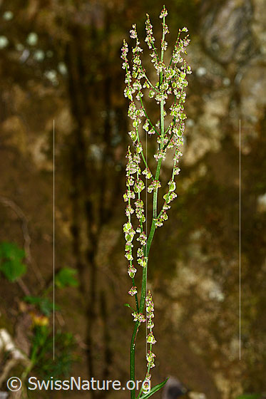 Foto: Wiesen-Sauerampfer (Rumex acetosa). Stängel und Blütenstände. Höhe der Pflanze: 65cm.