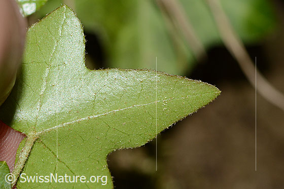 Foto: Efeu (Hedera helix). Blattunterseite.