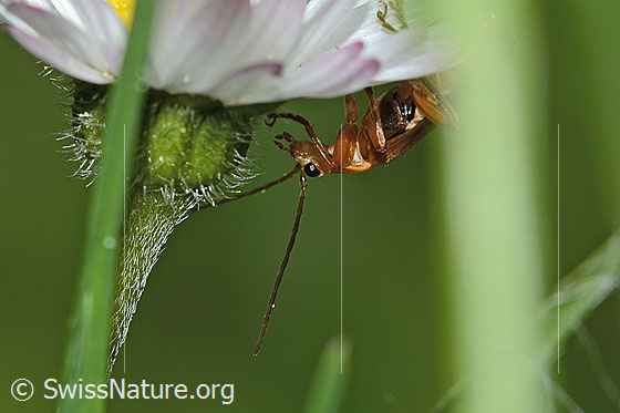 Photo: Rhagonycha fulva on Bellis perennis. Length 8mm. Head and front body. View from the side.
