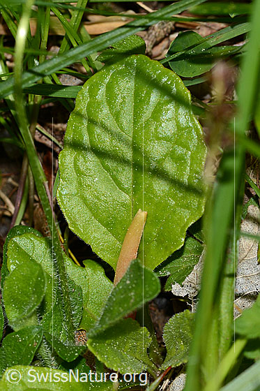 Foto: Gänseblümchen (Bellis perennis). Blatt. Blattoberseite.