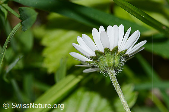 Foto: Gänseblümchen (Bellis perennis).