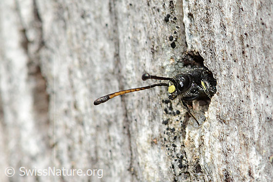 Foto: Gemeine Keulenwespe (Sapyga clavicornis). Länge 10mm. Männchen. Wird auch Monosapyga clavicornis genannt. Die Keulenwespe blickt aus einem runden Loch in einem Pfahl.
