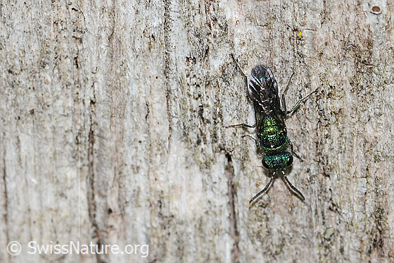 Foto: Wahrscheinlich Chrysis iris (Goldwespe). Länge 7mm. Weibchen. Ansicht von oben.