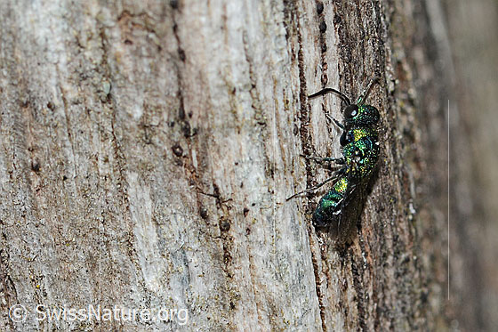Foto: Wahrscheinlich Chrysis iris (Goldwespe). Länge 7mm. Weibchen. Ansicht von seitlich oben.