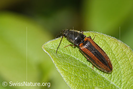 Foto: Gebänderter Schnellkäfer (Athous vittatus). Länge 12mm. Ansicht von oben.