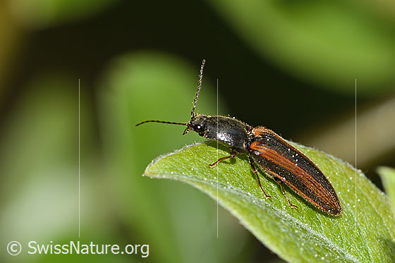 Photo: Athous vittatus. Length 12mm. View from the side above.