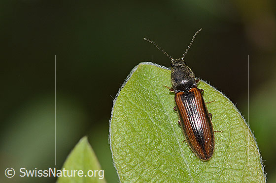 Foto: Gebänderter Schnellkäfer (Athous vittatus). Länge 12mm. Ansicht von oben.