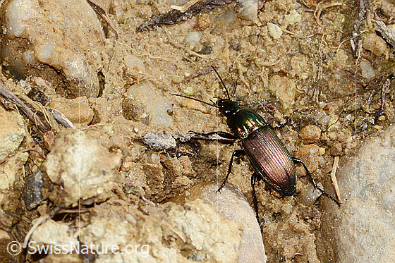 Foto: Kupferfarbener Buntgrabläufer (Poecilus cupreus). Ansicht von schräg oben.